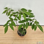 검양옷나무8 : 야생화 - 엑스플랜트