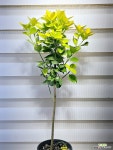 [금사철] 전국노지월동 짙은 노란색 잎이 한겨울에도...J0780 -동일품 배송- 높이80cm 폭35cm : 야생화 - 엑스플랜트