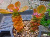 리치아이금 0601-1496 : 다육금 - 엑스플랜트