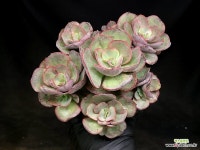 수연 21-87 : 다육식물 - 엑스플랜트