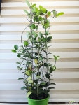 [리사호야] 꽃향기 아름다운잎 J0854 -동일품 배송- 높이100cm 폭35cm : 공기정화식물 - 엑스플랜트