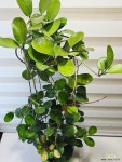 [리사호야] 꽃향기 아름다운잎 J0854 -동일품 배송- 높이100cm 폭35cm : 공기정화식물 - 엑스플랜트