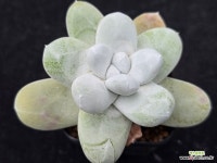 파키피덤 6-142 : 두들레야 - 엑스플랜트