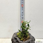 화산식에 심겨있는 소대석곡 : 석곡 - 엑스플랜트