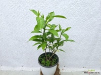 비타자스민중품지름15cm홀꽃 향기좋아요 실내식물 : 관엽식물 - 엑스플랜트