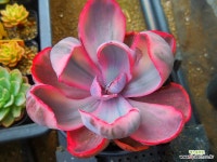 핑크엔젤금 0701-076 : 다육금 - 엑스플랜트