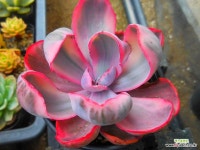 핑크엔젤금 0701-076 : 다육금 - 엑스플랜트