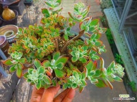 부용철화 0701-1071 : 다육철화 - 엑스플랜트