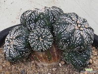 귀품 : 선인장 - 엑스플랜트