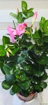 [만데빌라] 베란다월동 년중개화 J0895 -동일품 배송- 높이60cm 폭30cm : 관엽식물 - 엑스플랜트