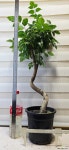 [S자 녹보수] 노란종모양의 아름다운 꽃 J0897 -동일품 배송- 높이 90cm 폭 40cm : 관엽식물 - 엑스플랜트