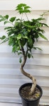 [S자 녹보수] 노란종모양의 아름다운 꽃 J0897 -동일품 배송- 높이 90cm 폭 40cm : 관엽식물 - 엑스플랜트