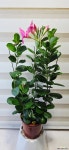[만데빌라] 베란다월동 년중개화 J0895 -동일품 배송- 높이60cm 폭30cm : 관엽식물 - 엑스플랜트