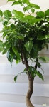[S자 녹보수] 노란종모양의 아름다운 꽃 J0897 -동일품 배송- 높이 90cm 폭 40cm : 관엽식물 - 엑스플랜트
