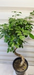 [S자 녹보수] 노란종모양의 아름다운 꽃 J0897 -동일품 배송- 높이 90cm 폭 40cm : 관엽식물 - 엑스플랜트