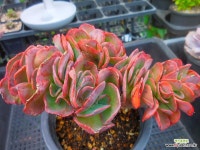 수연철화 0715-1009 : 다육철화 - 엑스플랜트