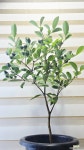 [구아바] 향긋 달콤한 건강열매 J0915 -동일품 배송- 높이90cm 폭45cm : 공기정화식물 - 엑스플랜트