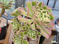 에오니움)말리화 : 다육식물 - 엑스플랜트