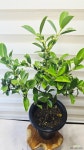 [구아바] 향긋 달콤한 건강열매 J0915 -동일품 배송- 높이90cm 폭45cm : 공기정화식물 - 엑스플랜트