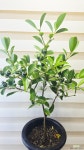 [구아바] 향긋 달콤한 건강열매 J0915 -동일품 배송- 높이90cm 폭45cm : 공기정화식물 - 엑스플랜트
