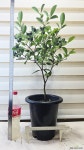 [구아바] 향긋 달콤한 건강열매 J0915 -동일품 배송- 높이90cm 폭45cm : 공기정화식물 - 엑스플랜트