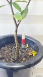 [구아바] 향긋 달콤한 건강열매 J0915 -동일품 배송- 높이90cm 폭45cm : 공기정화식물 - 엑스플랜트
