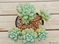 프리티우먼213 : 다육식물 - 엑스플랜트