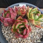 뫼비우스금 731-289 : 다육식물 - 엑스플랜트