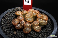 70-MG1443.254 펠루시덤 : 코노피튬 - 엑스플랜트