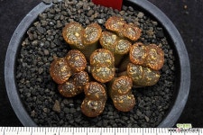 70-MG1443.254 펠루시덤 : 코노피튬 - 엑스플랜트