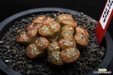 70-MG1443.254 펠루시덤 : 코노피튬 - 엑스플랜트