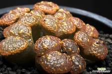 70-MG1443.254 펠루시덤 : 코노피튬 - 엑스플랜트