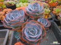 더스티로즈군생 0810-2044 : 다육식물 - 엑스플랜트