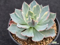 아미스타금 13-254 : 다육금 - 엑스플랜트