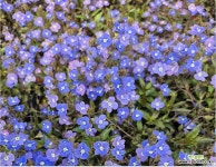 베로니카-보라 : 야생화 - 엑스플랜트