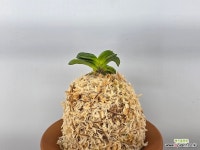 청해감호 : 풍란 부귀란(명품관) - 엑스플랜트