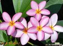 [플루메리아 러브하와이] 대품 향기로움과 아름다운자태의꽃 J0979 -동일품 배송- 높이60cm 폭50cm : 공기정화식물 - 엑스플랜트