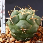 천왕 3 : 선인장 - 엑스플랜트