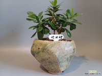 은은한 향이 집안가득 키우기쉬운 만리향 : 야생화 - 엑스플랜트