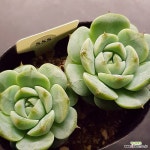 레드벨벳0827-555 : 다육식물 - 엑스플랜트