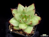 마제스타 23-218 : 다육식물 - 엑스플랜트