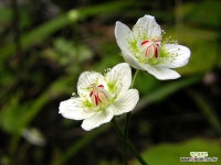 물매화 씨앗 50립 : 꽃/야생화 씨앗 - 엑스플랜트