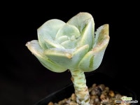 러블리로즈 : 다육식물 - 엑스플랜트