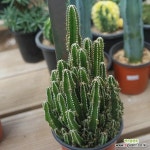 귀면각선인장 083144 : 선인장 - 엑스플랜트