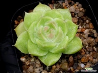 말간 소품 35-76 : 다육식물 - 엑스플랜트