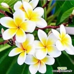 [모야모] 플루메리아 Plumeria 혼합색 씨앗 3립 (꽃색상은 랜덤) : 꽃/야생화 씨앗 - 엑스플랜트