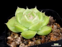 말간 소품 35-76 : 다육식물 - 엑스플랜트