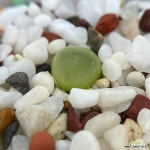 함메리(사이즈확인)-A318 : 코노피튬 - 엑스플랜트