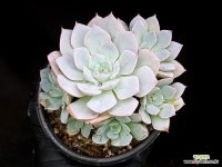 양로 35-112 : 다육식물 - 엑스플랜트