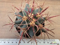 실생 신선옥 22 : 선인장 경매 - 엑스플랜트